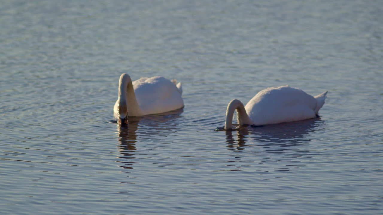 Slow motion shot of two swans feeding below the surface of pond and then rising up