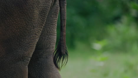 elephant tail in forest