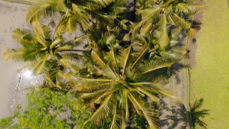 aerial view of tropical island with rice fields tourists traveling on road with motorcycle 4k