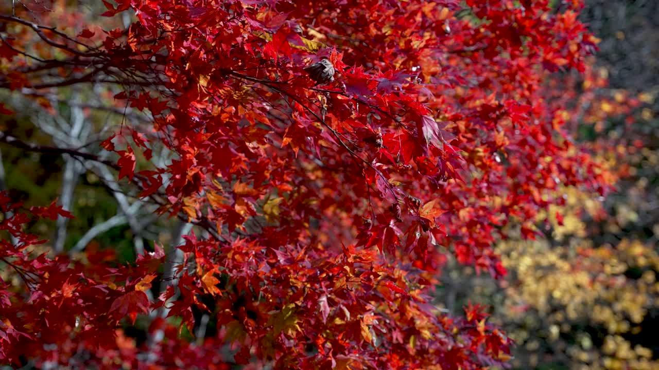 Autumnal red foliage of a Japanese maple tree under clear daylight. slow motion