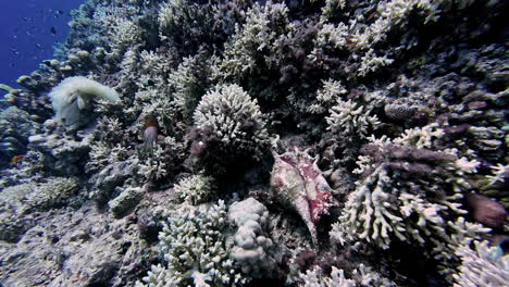 Underwater-scene-with-vibrant-coral-reef,-teeming-with-marine-life,-captured-in-natural-light