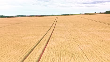 Campos-Agrícolas-De-Norfolk-Drone-Aéreo-Vuelo-Rápido-Y-Bajo-Sobre-Campos-De-Trigo