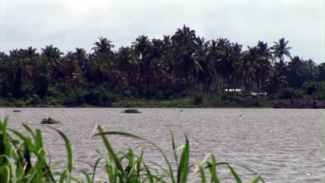 Plantas-Acuáticas-Que-Fluyen-Sobre-Un-Río-En-Nigeria.