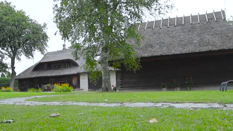 traditional estonian wooden buildings that have straw or rye roofing or roof during summer time. in front of the house there are birch trees and a traditional limestone road with mowed lawn, daytime.