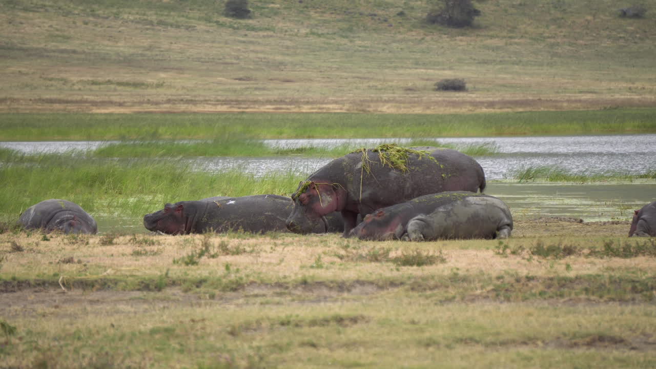 Hippopotamus Herd Resting on Riverbank After Sunset. Hippo in Natural Environment, Tanzania National Park