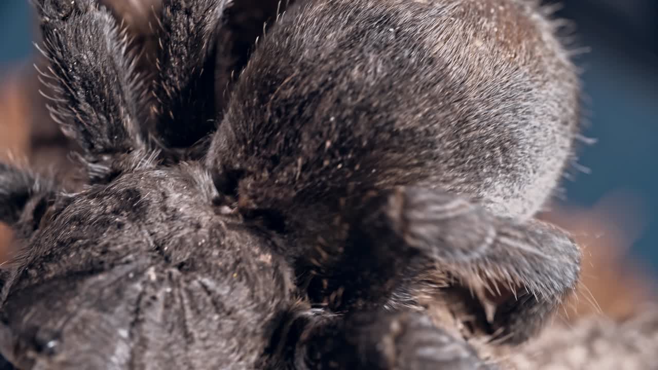 코르크 나무 질 에 기어다니는 타란라 거미