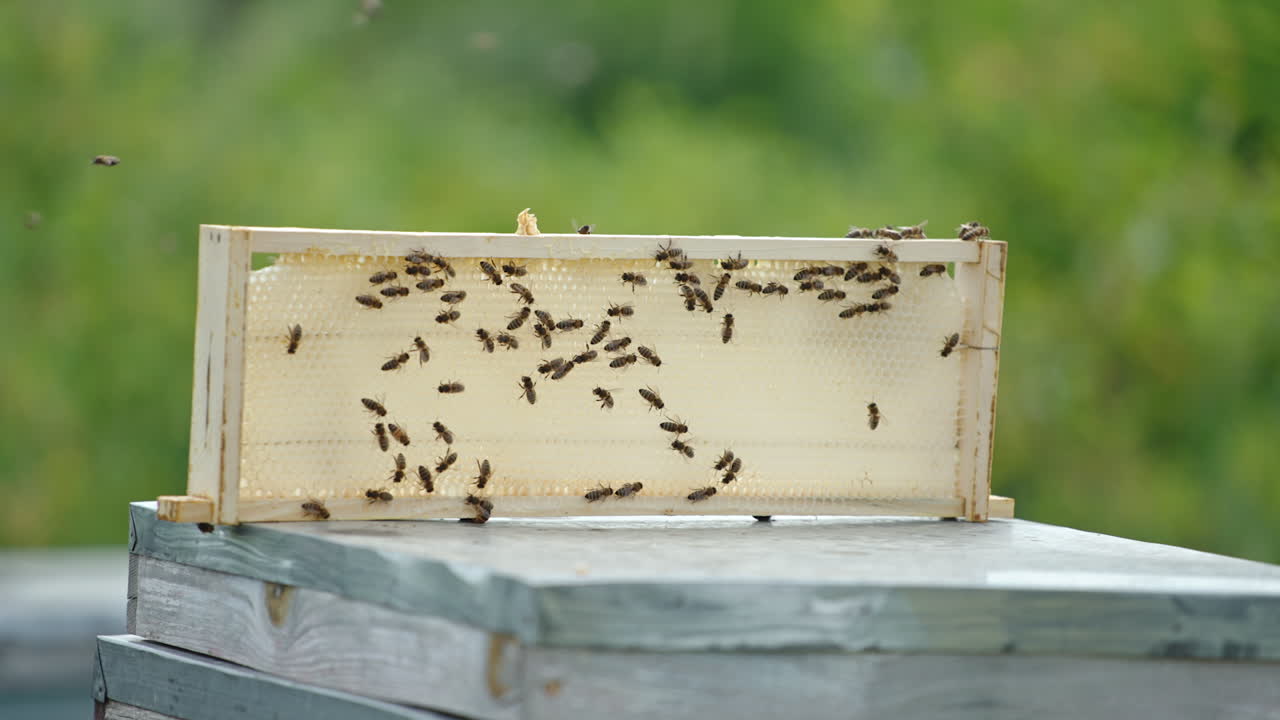 Little frame with light wax placed on the beehive. Bee brood crawling over the honey combs and lots of bees flying around. Blurred backdrop.