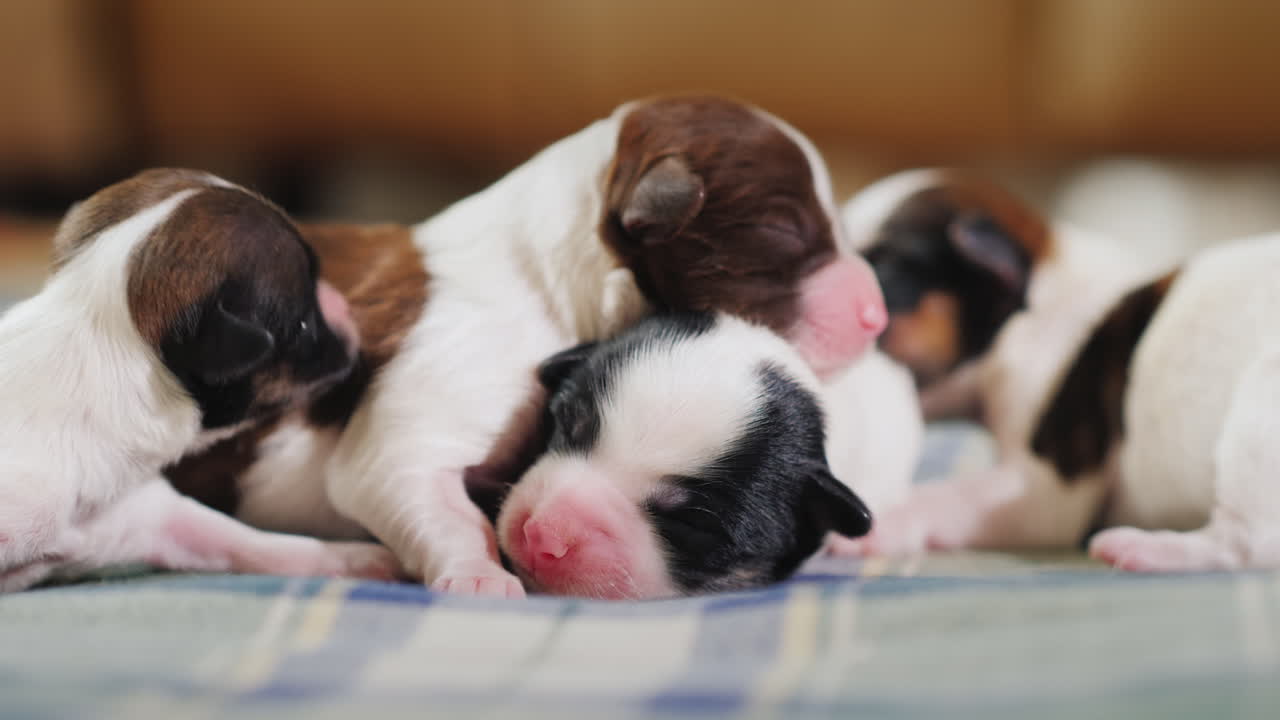 신생아 강아지 08