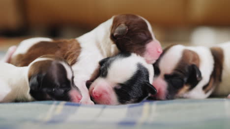 newborn puppy 08