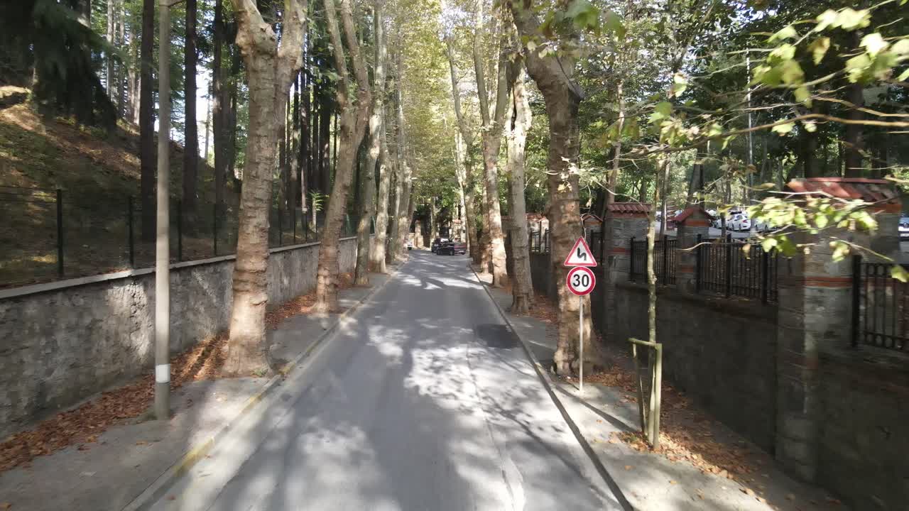 나무 도로 도시 교통