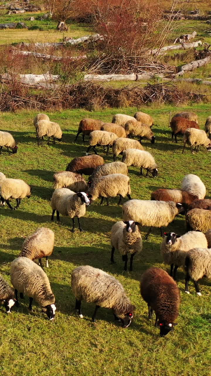 Grazing sheep. Beautiful animals feeding outdoors. Herd of sheep grazing grass on the field. Group of sheep on pasture. Vertical video