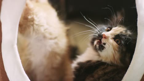 a kitten yawns and licks his lips