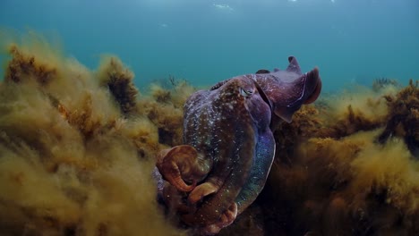 Riesige-Australische-Tintenfische-Sepia-Apama-Migration-Whyalla-Südaustralien-4k-Zeitlupe,-Paarung,-Eier-Legen,-Kämpfen,-Aggregation,-Unter-Wasser