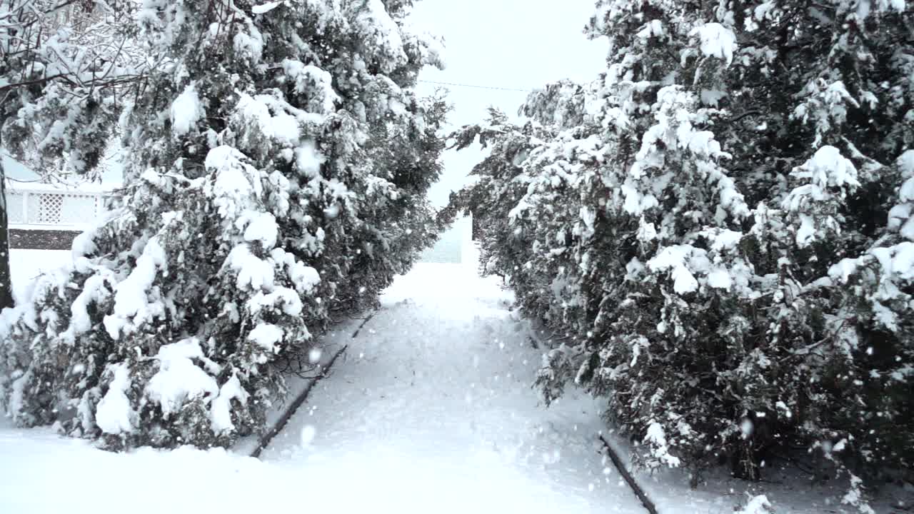 Giornata invernale. Riprese nel parco. Slow motion.