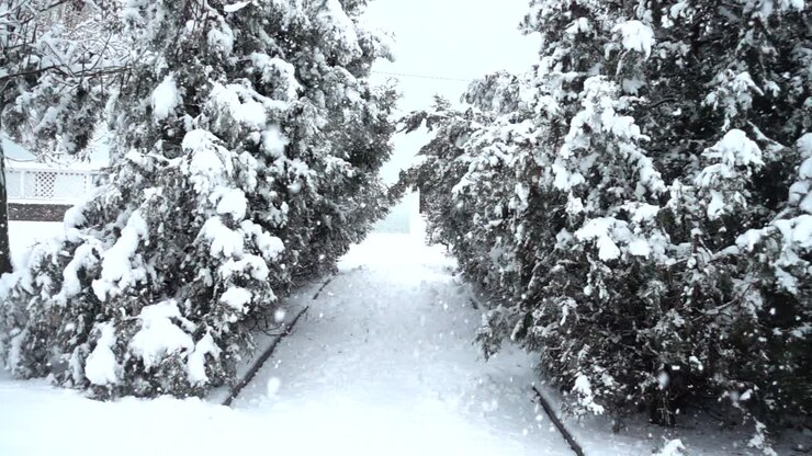 Giornata invernale. Riprese nel parco. Slow motion.