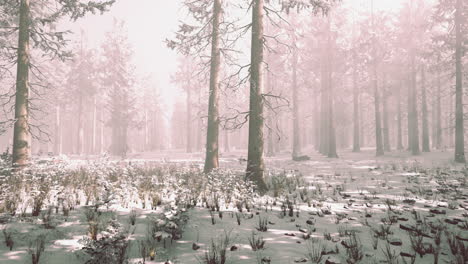 Bäume-Im-Nebligen-Winterwald-Frostig-Und-Neblig