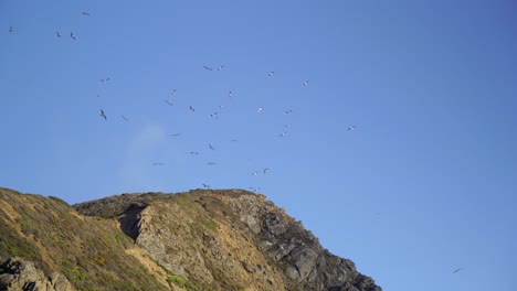 pájaros volando sobre un acantilado en oregon