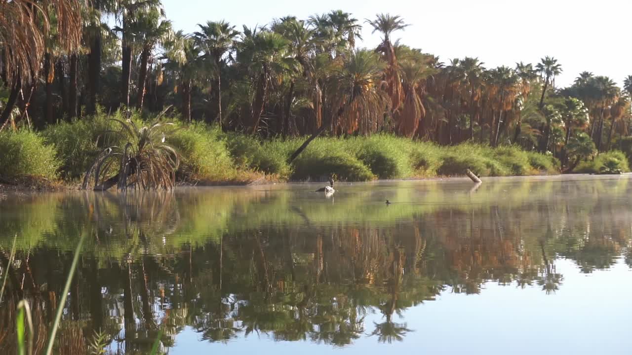 foto fija del reflejo de las palmeras en el oasis de san ignacio en baja california