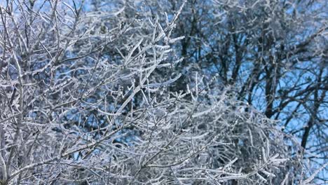 a smooth steady view of tree branches, frozen and covered in a thick layer of ice after a winter storm