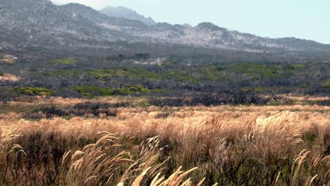 un paisaje seco y caliente con hierbas secas en primer plano y una montaña quemada en la distancia muestra la potencial devastación de los incendios forestales en un entorno duro