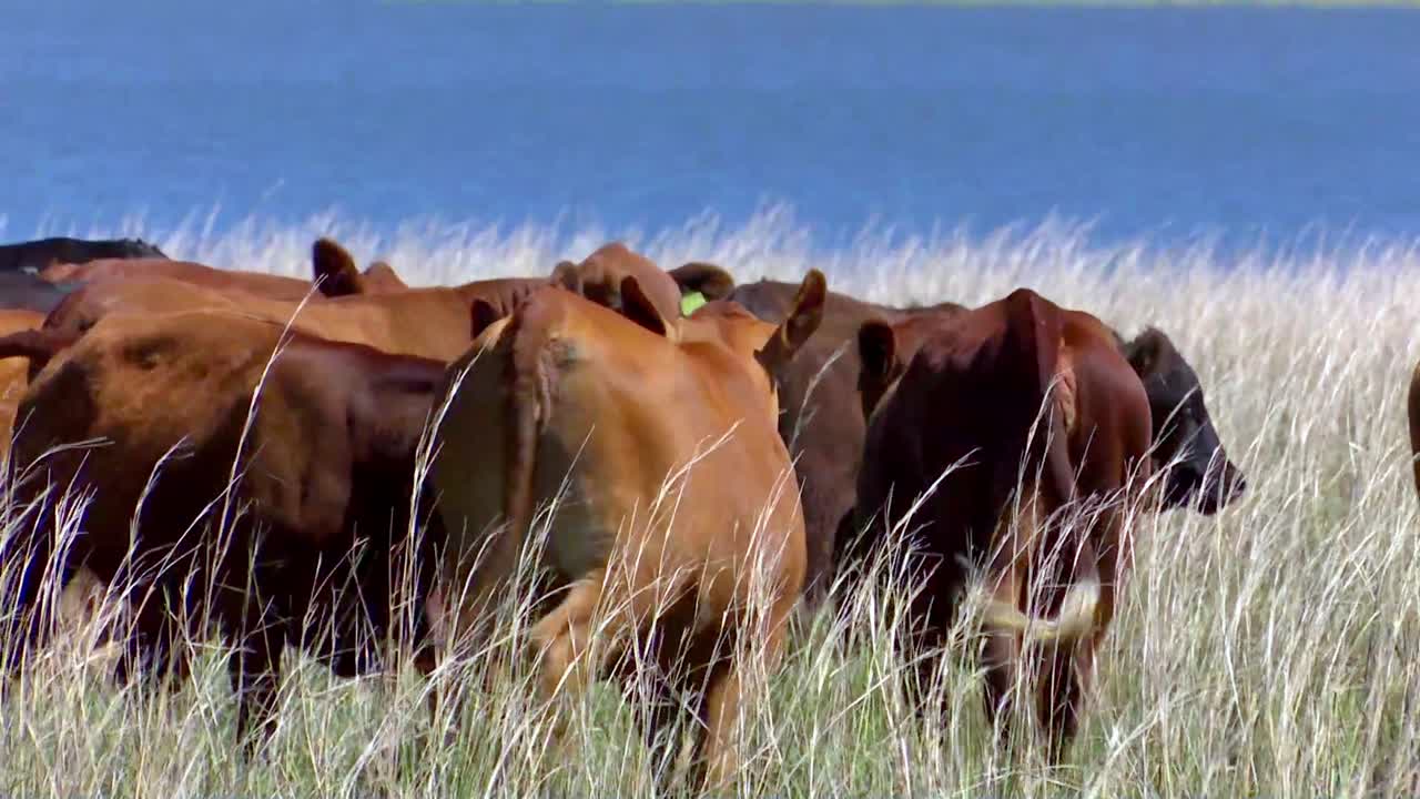 Nel vasto paesaggio brasiliano, una mandria di bovini Angus pascola liberamente