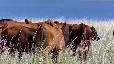 In-Der-Weitläufigen-Brasilianischen-Landschaft-Streift-Eine-Angus-Rinderherde-Frei-Umher