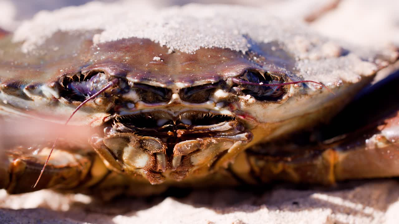 Extreme close-up of a mud crab’s face and mouthparts in motion, captured in natural daylight on a sandy beach with shallow depth of field