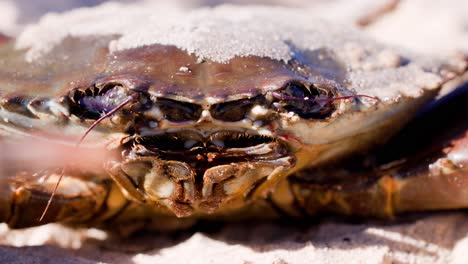 extreme close-up of a mud crab’s face and mouthparts in motion, captured in natural daylight on a sandy beach with shallow depth of field
