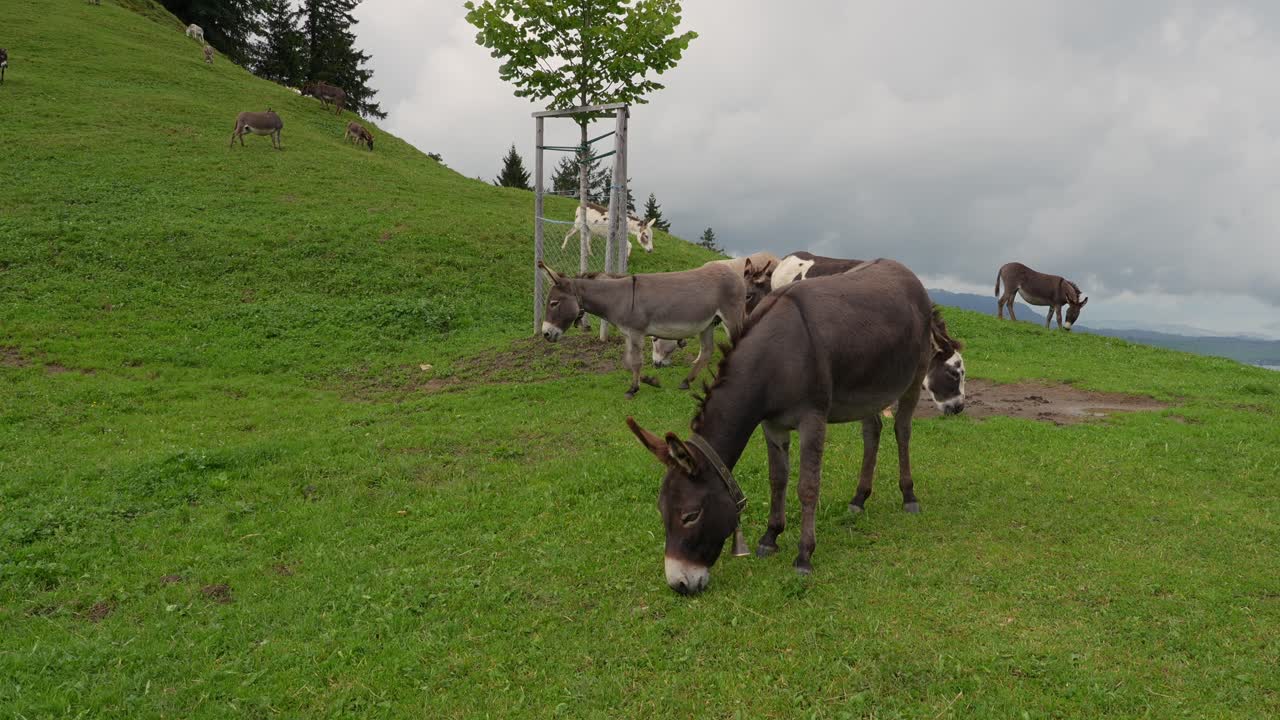 Un'ampia inquadratura di numerosi asini che pascolano su un rigoglioso pendio verde nella Svizzera rurale sotto cieli nuvolosi, immersi nella natura pacifica.