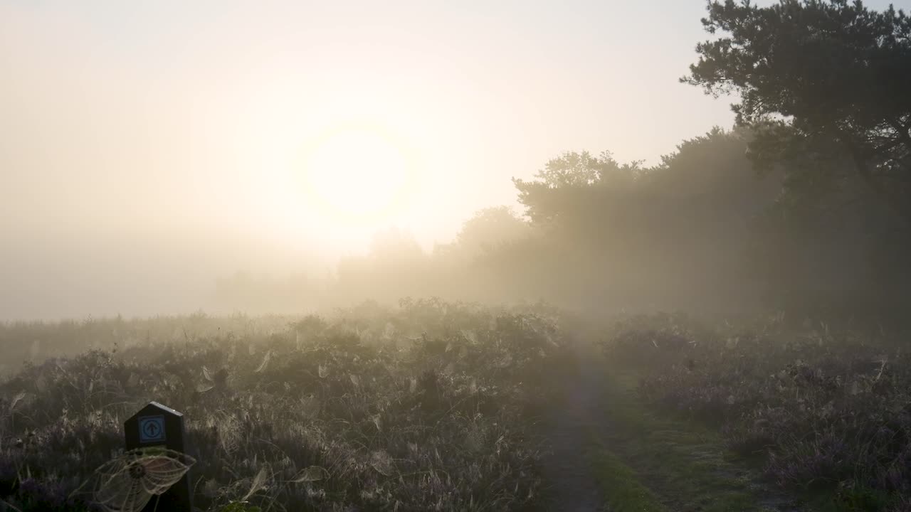 Misty Morning Landscape with Sunrise and Dew-Kissed Spiderwebs