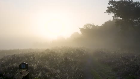 misty morning landscape with sunrise and dew-kissed spiderwebs