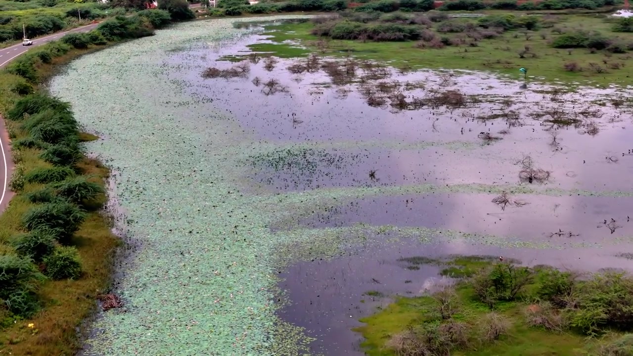 Ripresa aerea ravvicinata con drone del Canale Grand Anicut densamente ricoperto di piante di loto, le cui foglie verdi coprono la superficie dell'acqua calma.