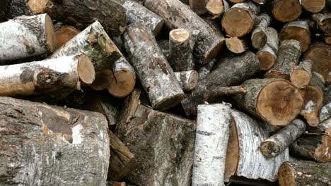 pile of cut birch logs of different cross-sections are piled up on backyard or warehouse.