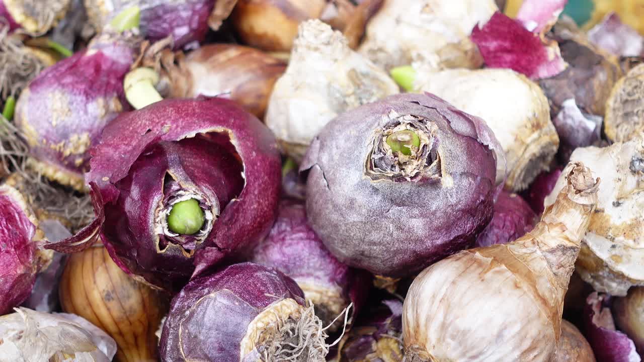 Close-up of Flower Bulbs with Green Shoots and Purple Husks