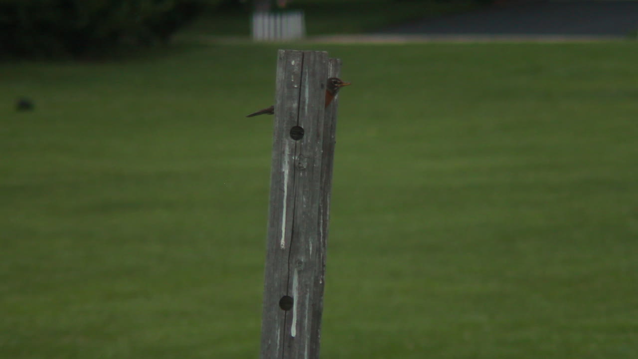 나무 기둥 안에 자리 잡은 새