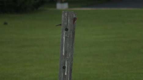 bird perched within a wooden post