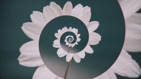 flor en espiral abstracta