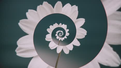 abstract spiral flower