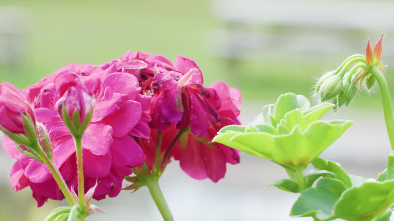 Vivid pink geranium flowers and green leaves in soft daylight, captured with a smooth left-to-right camera pan and shallow depth of field