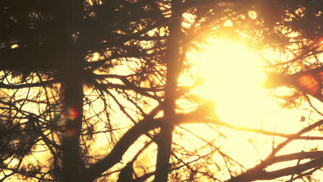 Silueta-De-Ramas-Al-Atardecer.-Fondo-De-La-Naturaleza.-Ramas-De-Arboles-Retroiluminadas