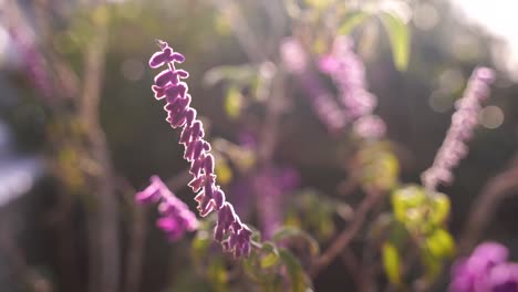 un primer plano en el que el enfoque cambia de las flores moradas en primer plano a las flores moradas en el fondo y de nuevo a las flores en primer plano
