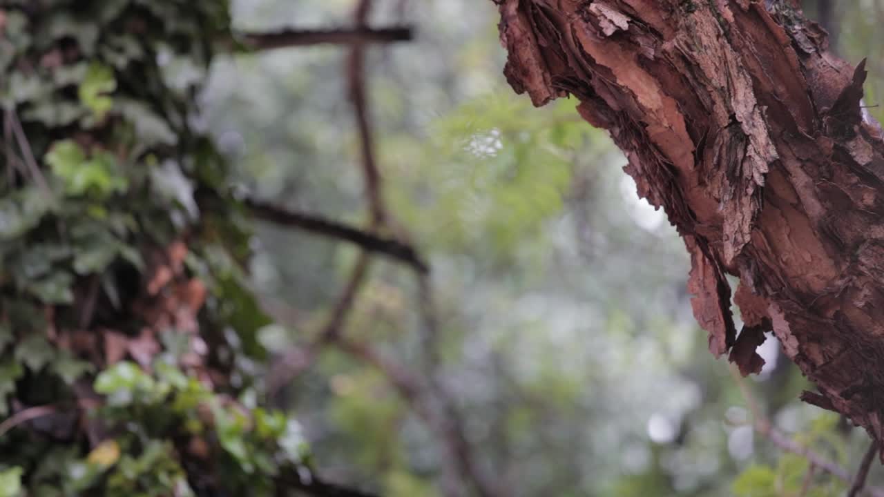 A shot of rain in a forest with trees on the sides