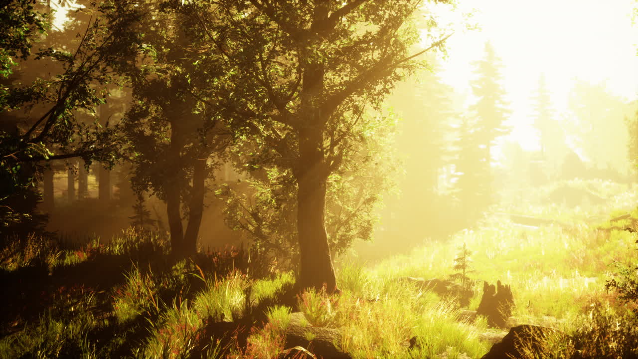 안개 숲 을 가로지르는 빛