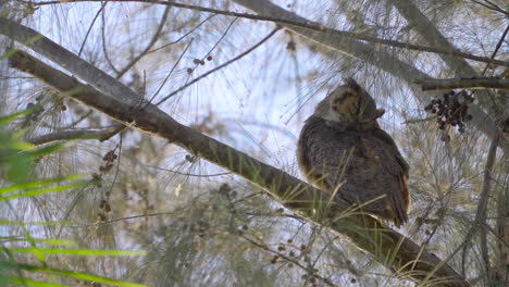 great horned owl preening and cleaning feathers