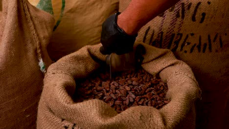 cocoa beans being handled