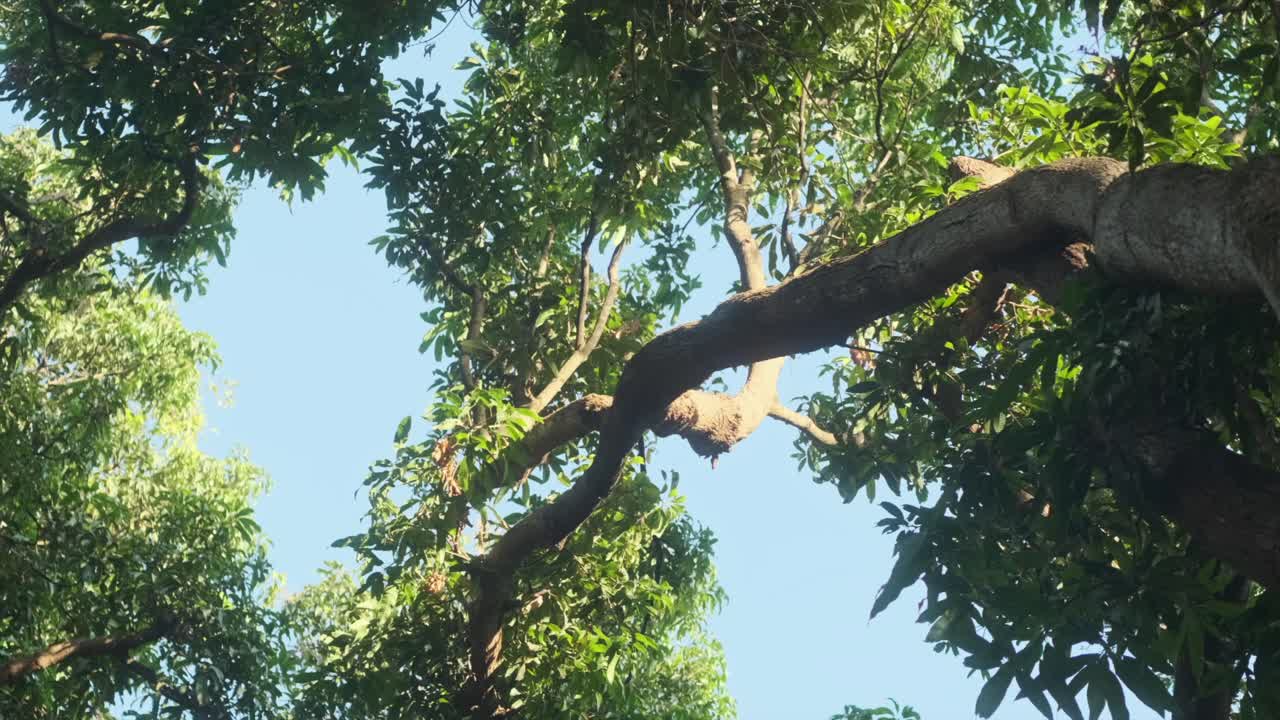 Mango tree branches and leaves swaying in the wind from below blue sky background