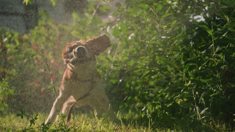 dog flapping its body to shake off water while standing near lush greenery in garden, water splashes create a refreshing effect, highlighting the playful and cooling moment