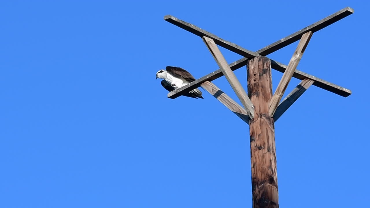 An osprey flies away in slow motion