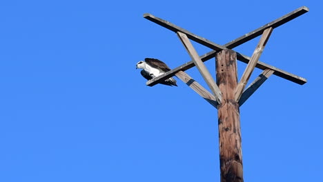 an osprey flies away in slow motion