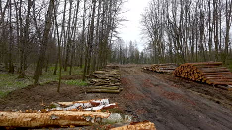 Stacked-felled-birch-logs-in-a-forest-after-spring-deforestation,-An-organized-stacks-of-wooden-logs-by-the-dirt-road